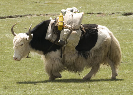 pack yak  Tibet Spring Brook Ranch